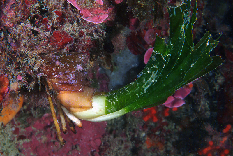 Rizomi di Posidonia oceanica